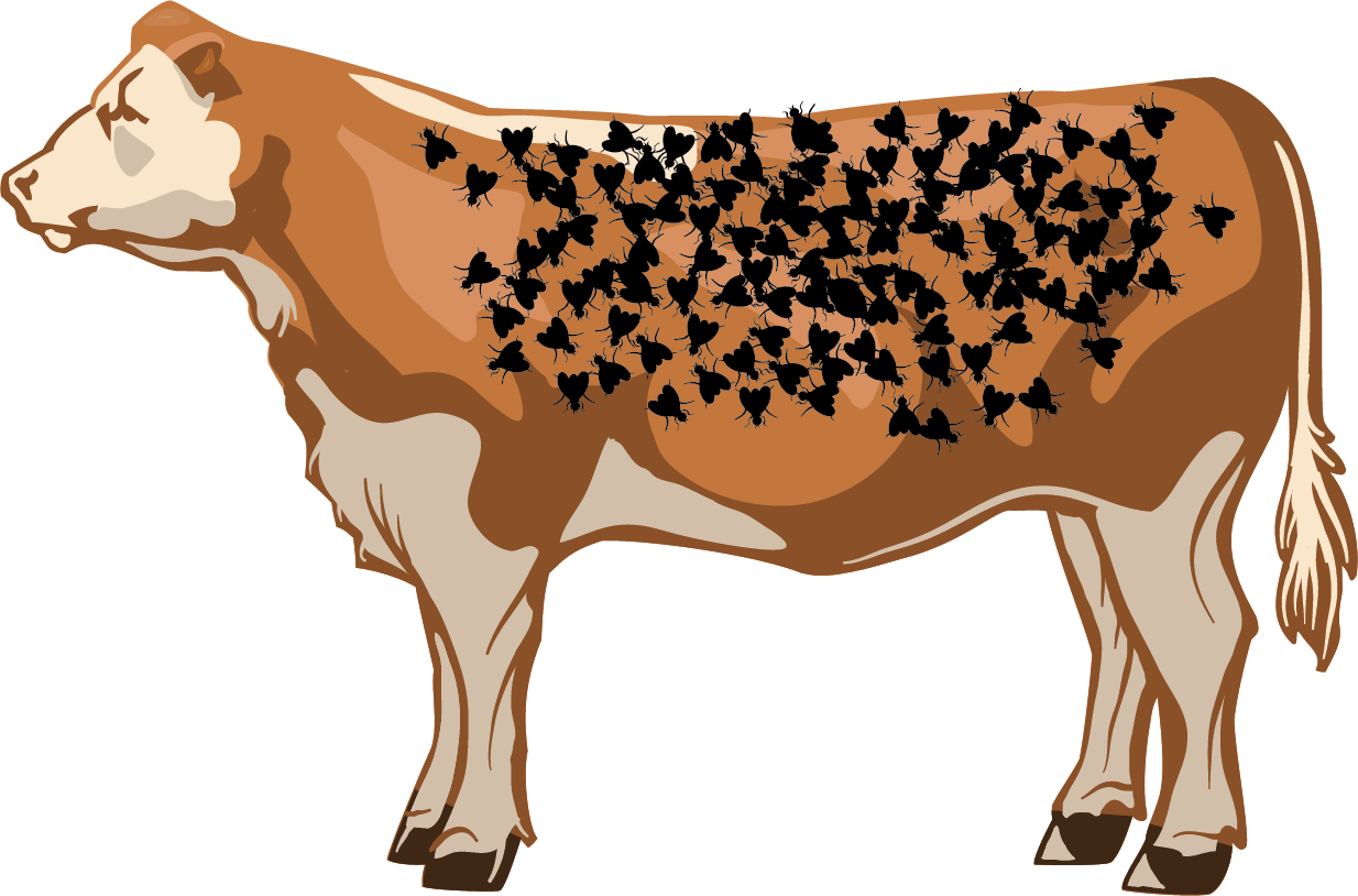 Illustration of a average number of flies on a cow